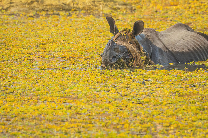 Hippo submerged in water covered with yellow flowers, showcasing wildlife humor captured in Nikon Comedy Wildlife Awards.