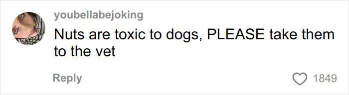 Comment warning that nuts are toxic to dogs, urging to take pets to the vet for safety and care advice.
