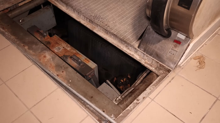 Small dog trapped in a dark basement crawl space beneath a rusty metal grate inside an abandoned ghost mall.
