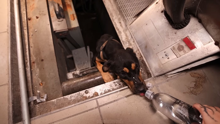 Trapped dog rescued by urban explorers drinking water in a dark, abandoned area of a ghost mall.
