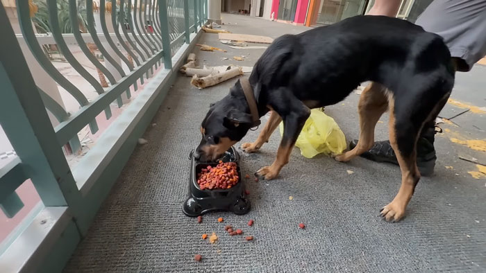 Dog eating kibble from a bowl in an abandoned mall, rescued by urban explorers during their ghost mall visit.