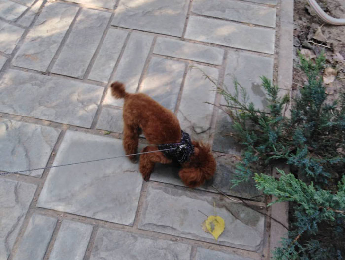 Small brown dog on a leash sniffing the pavement near green bushes outdoors on a sunny day