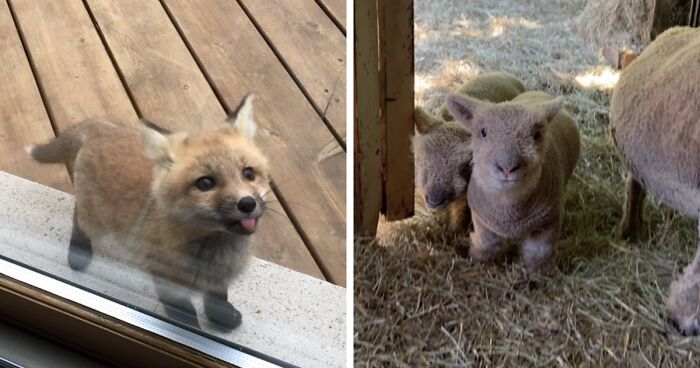 50 Baby Animals That Are So Cute, Your Brain Might Not Comprehend How It’s Possible