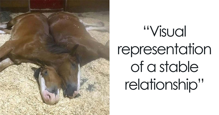 50 Hilarious Animal Memes That Might Make Your Day At Least Slightly Better