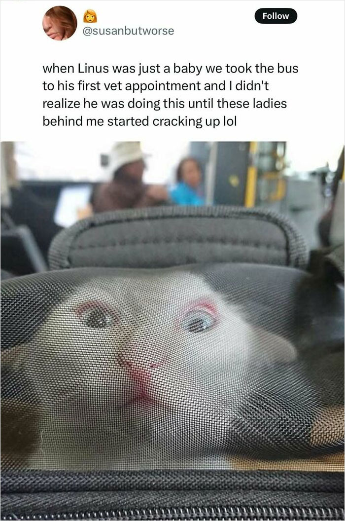 Animal-Humor-Pics-Animalxhumor