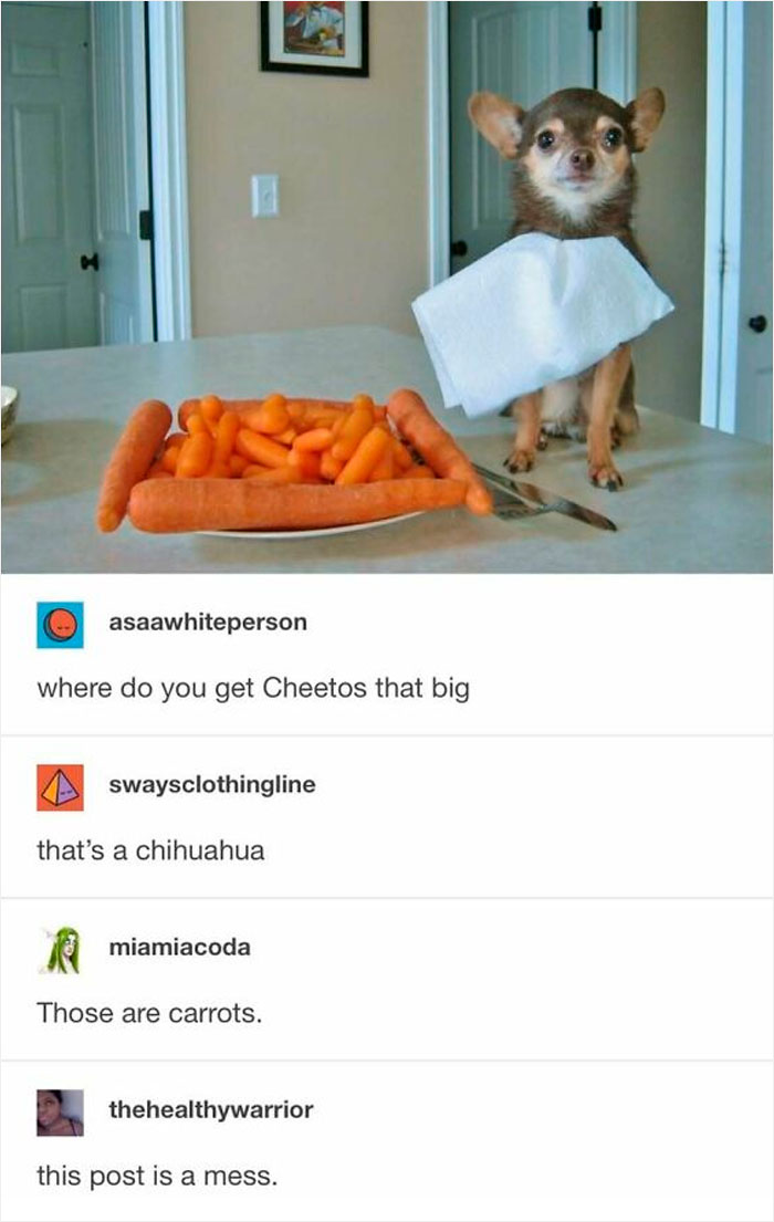 Animal-Humor-Pics-Animalxhumor