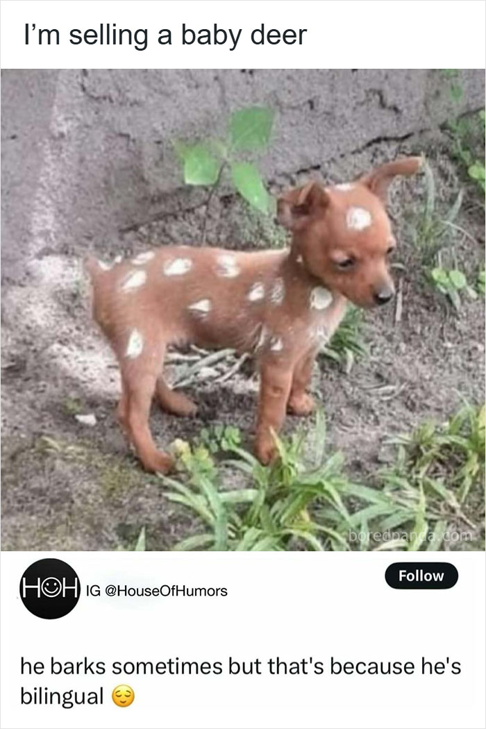 Animal-Humor-Pics-Animalxhumor