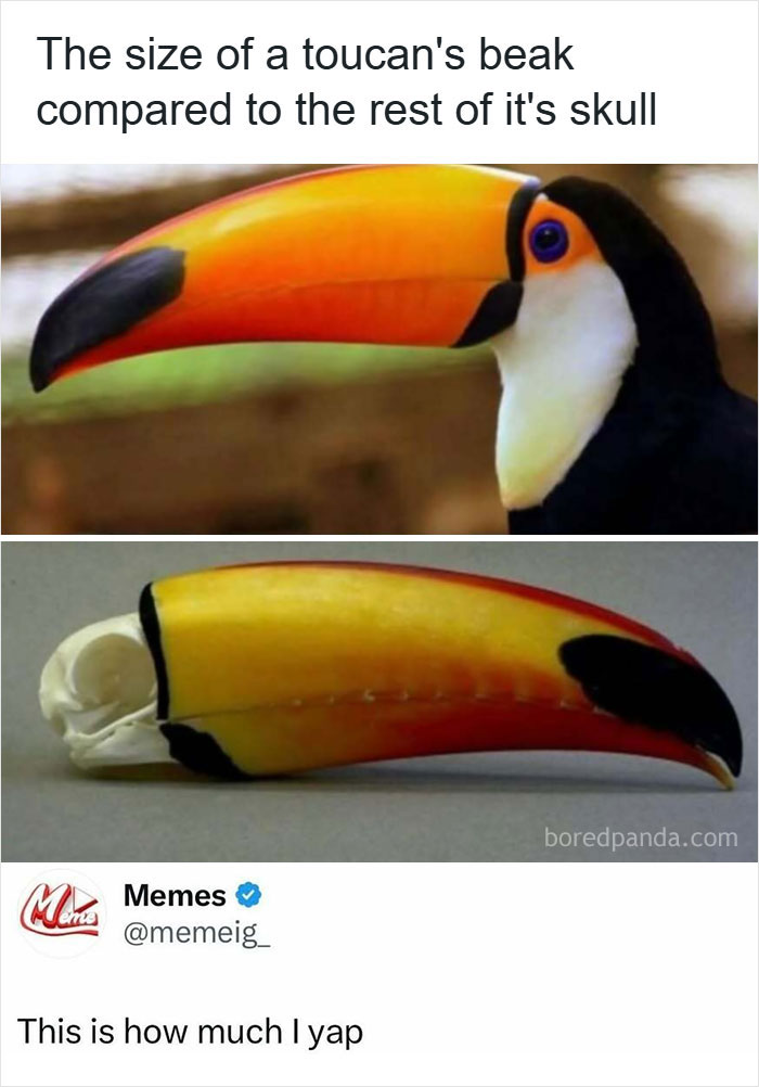 Animal-Humor-Pics-Animalxhumor