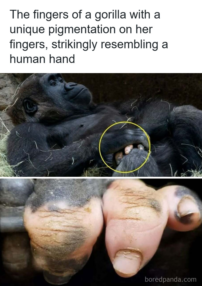 Animal-Humor-Pics-Animalxhumor