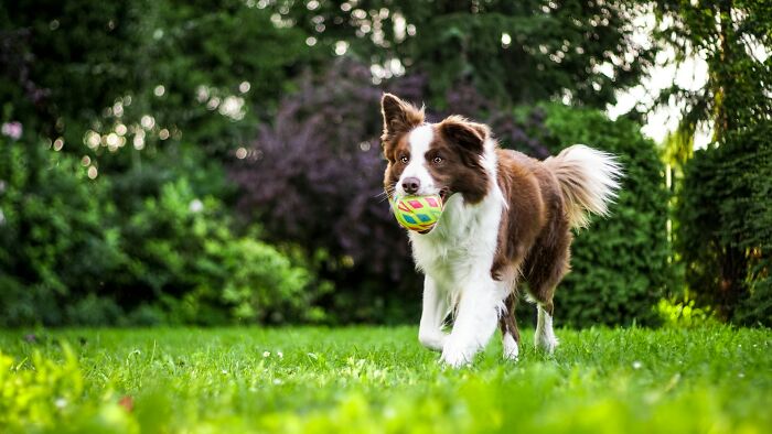 Brown and white dog carrying colorful ball on grass in a backyard, illustrating disastrous playdates parents wish to forget.