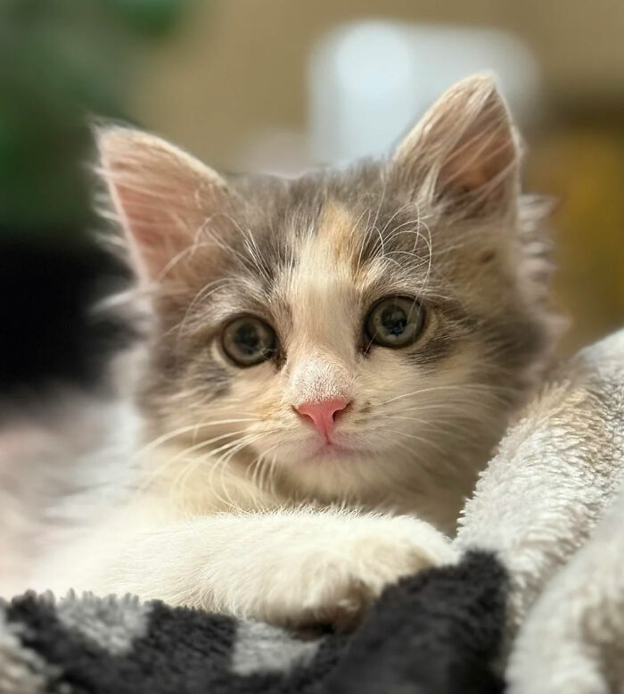 Close-up of an adopted kitten with soft fur resting on a blanket, capturing the soul-soothing warmth of adopted pets.