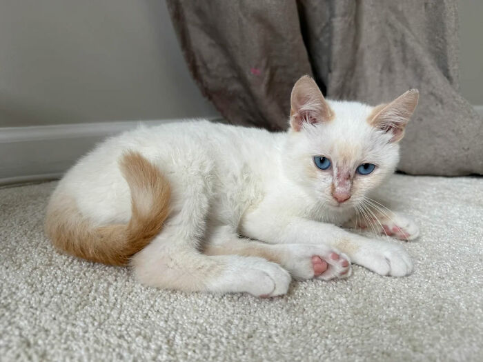 White and orange adopted kitten with blue eyes resting on carpet, showcasing soul-soothing pets bringing warm fuzzies.