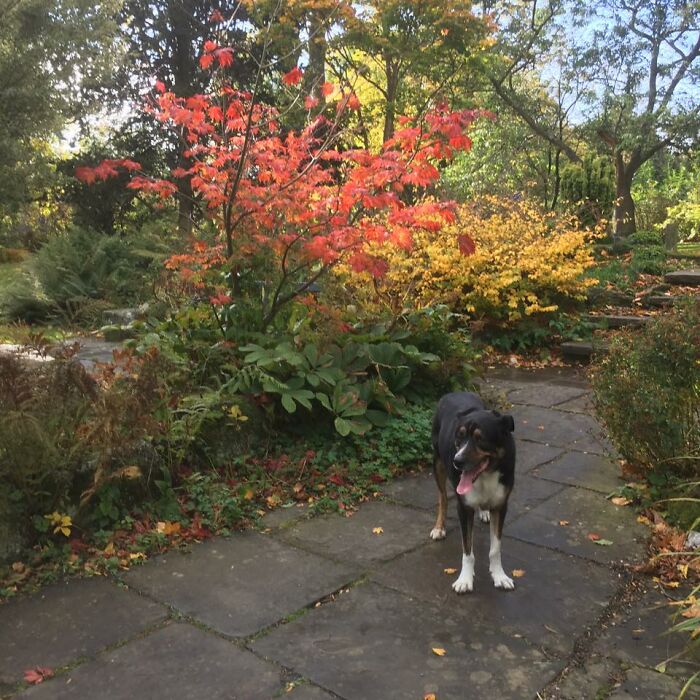 Oscar In The Autumn