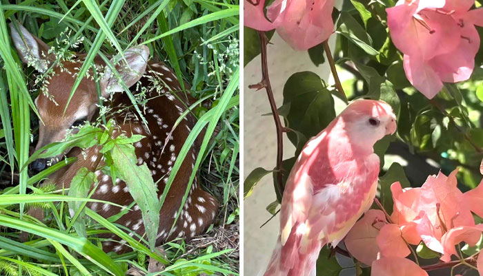 50 Times Animals Were Too Pure For This World (New Pics)