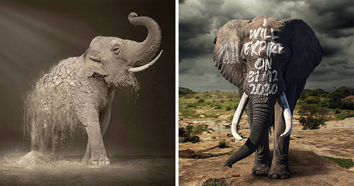 Here Are The 26 Best Elephant Ads That Are Absolutely Unforgettable