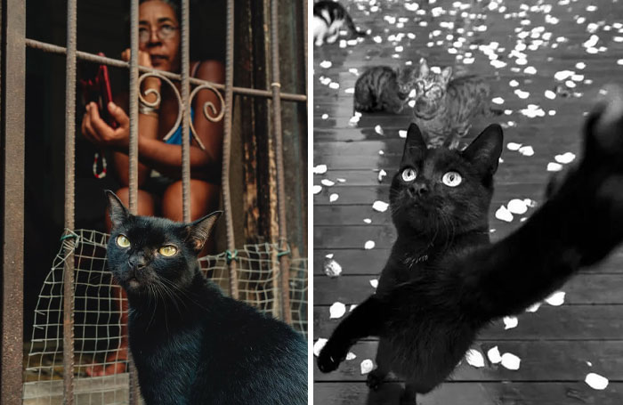 Mysterious, Majestic, And Misjudged: Black Cats In The Spotlight (27 Pics)