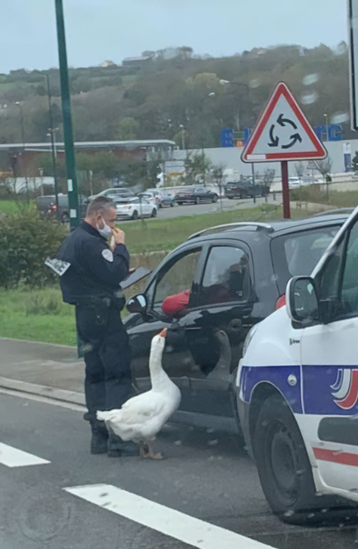 Police officer in uniform talking to a driver while a goose stands on the road nearby in a weird and funny moment.