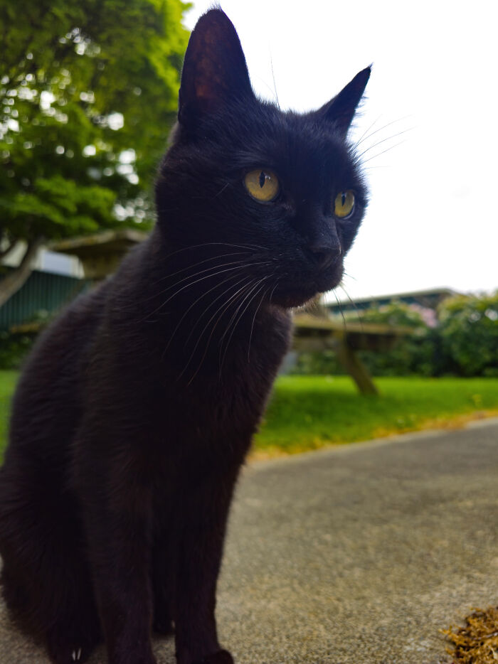 Boogle. He's 17 And A Half Years Old