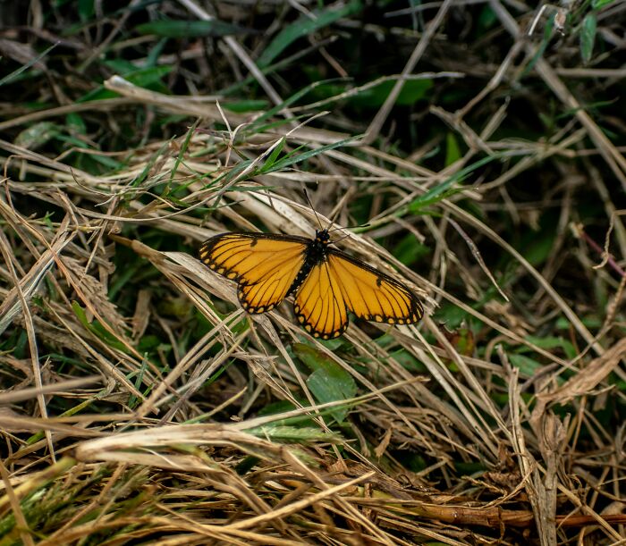 Orange butterfly resting on dry grass, symbolizing nature's beauty and delicate relationship advice for couples.