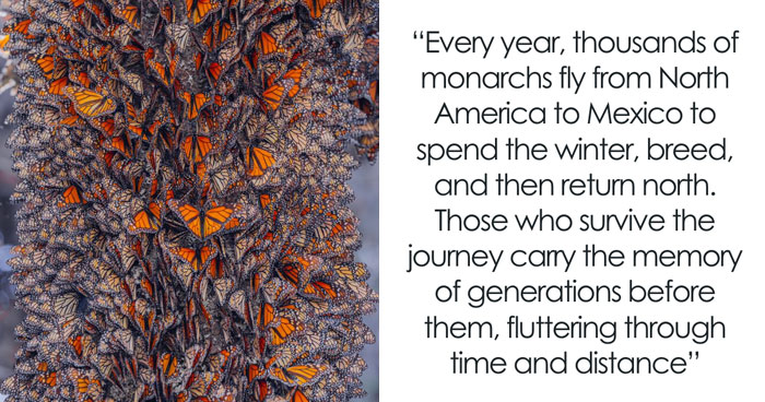 Among A Sea Of Monarch Butterflies In Mexico — The Most Magical Thing I’ve Ever Seen (35 New Pics)