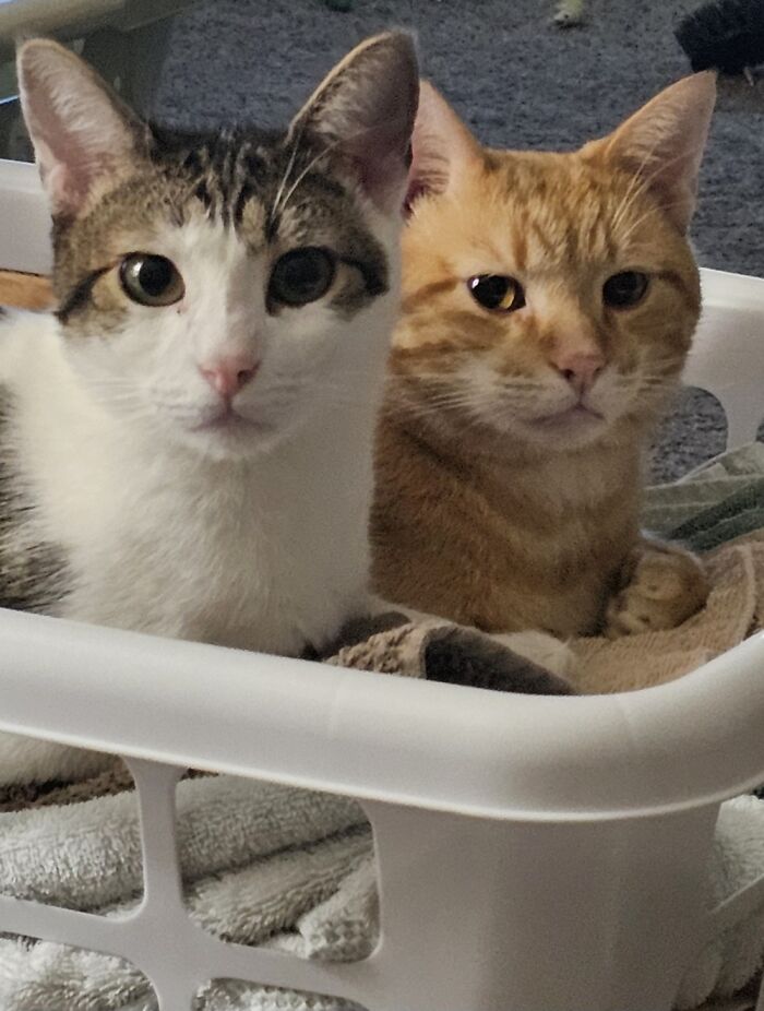 Gattsu And His Orange Buddy, Bert