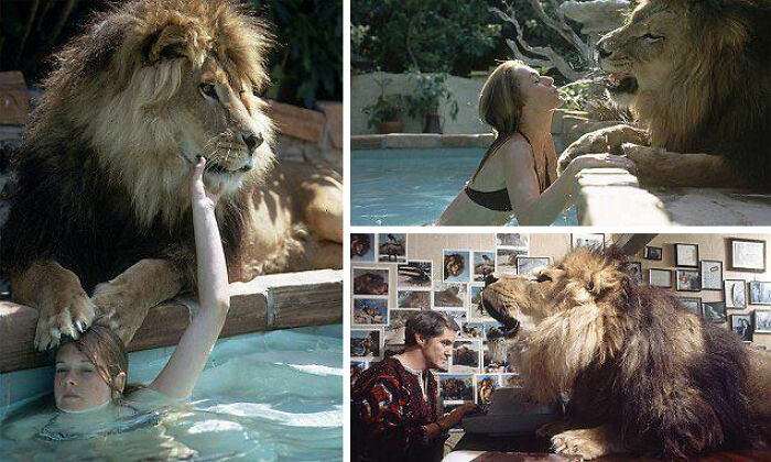 A lion interacting closely with a woman in a pool and a man in a room, highlighting fascinating facts that still remain undiscovered.