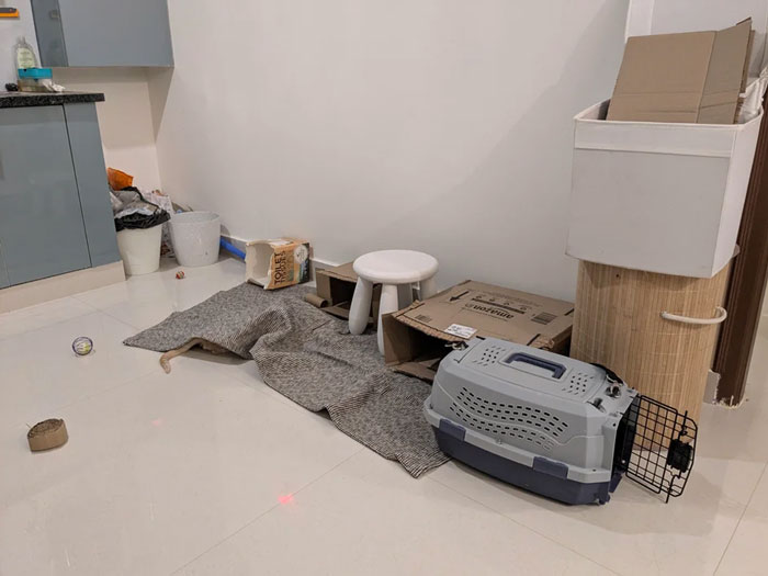Cat camouflaged on a textured blanket and among cardboard boxes, pet carrier, and household items blending into the background.
