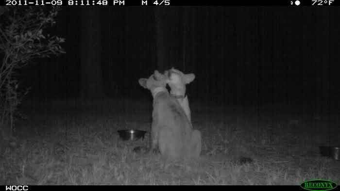 Two wild animals captured being funny at night, unaware they were being recorded by a trail camera.