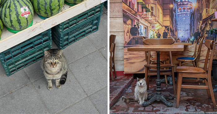 Photographer Focuses On Documenting Stray Cats In Cities; Here Are 30 Of His Latest Shots (New Pics)