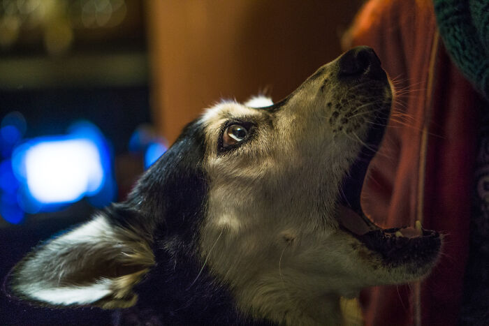Close-up of a dog looking up protectively, illustrating moments the universe had people's back and kept them safe.