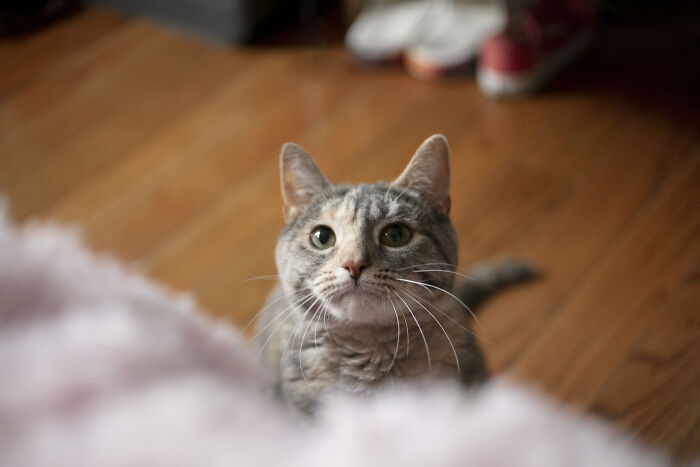 Curious cat showing intelligence and focus while sitting on wooden floor, surprising its owner with clever behavior