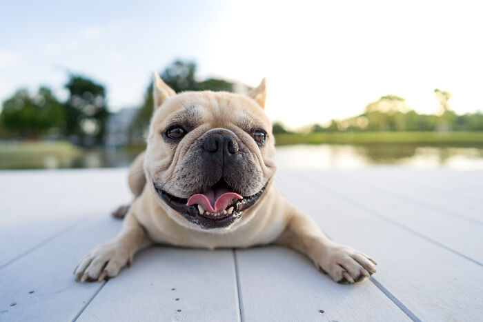 Happy French Bulldog lying on a dock showcasing intelligent pet behavior surprising their owners outdoors near water.