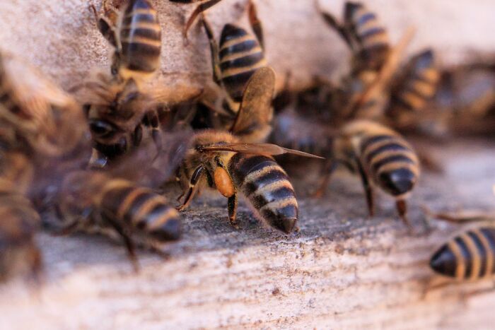Close-up of bees swarming on a wooden surface, illustrating one of the strangest calls 911 operators received that was true.