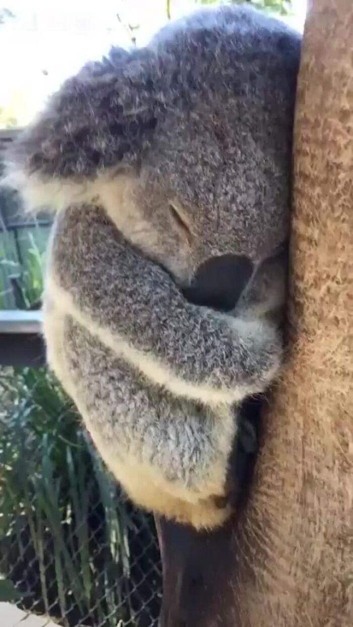 Koala enjoying a nap while clinging to a tree trunk, showcasing animals enjoying a nap in nature.