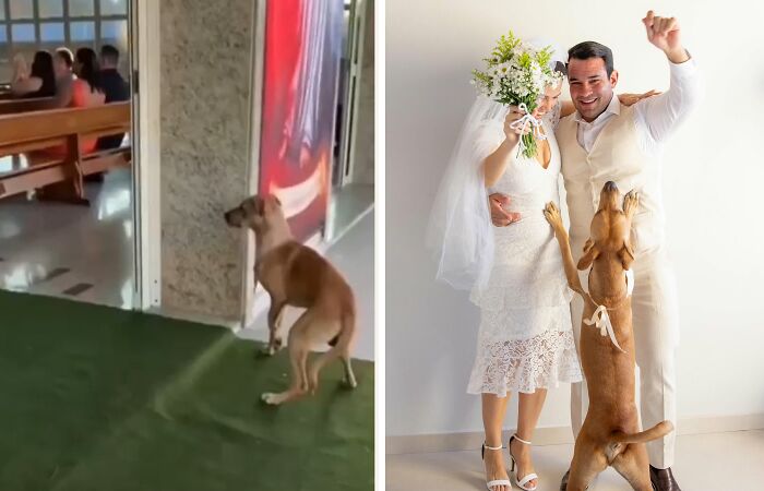 Stray Dog Crashes A Wedding And Leaves With A Forever Family