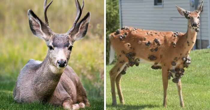 “Zombie Deer Disease” Detected Again In Southern State As Authorities Launch Emergency Response Plan