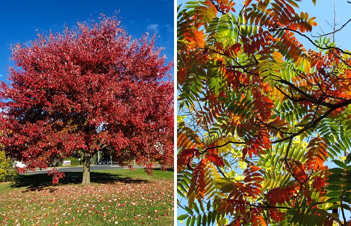 Hey Pandas, Share A Photo Of Autumn Leaves In Your Area
