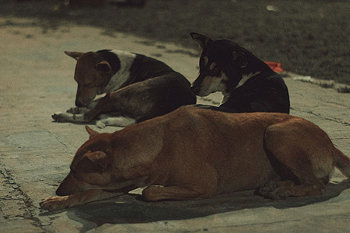 Three dogs resting on a dimly lit street, evoking spooky urban legends from cities around the world.