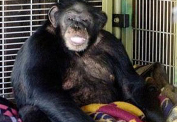 Chimpanzee sitting inside a cage, related to chilling creepy found footage and videos capturing unusual animal behavior.