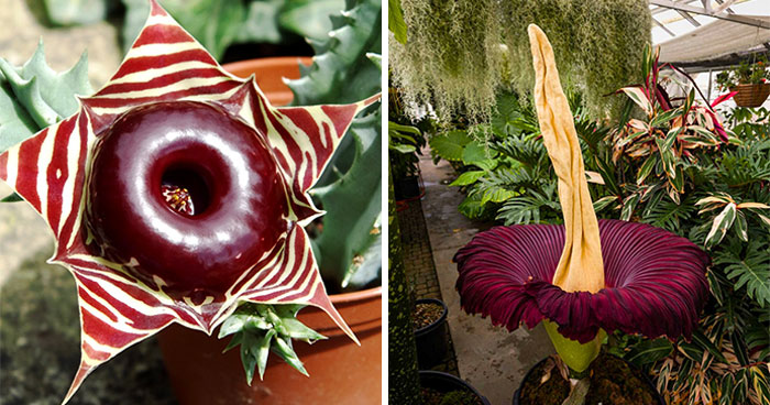 24 Creepy Plants That Prove Nature Has A Dark Sense Of Humor