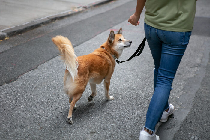 A dog on a leash looking back while being walked on a street, capturing a moment with a creepy thing home stories vibe.
