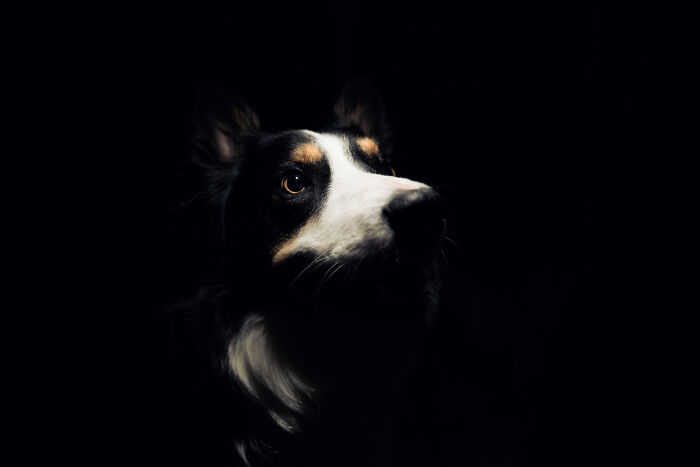 Close-up of a dog in low light, creating a creepy thing home atmosphere with shadows and intense eyes.