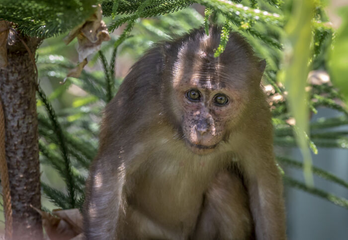 Young monkey with a creepy thing home stories vibe peering through green foliage in natural light outdoors.