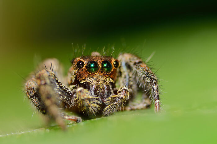Close-up of a creepy thing home stories spider with vivid green eyes and detailed hairy legs on a green leaf background