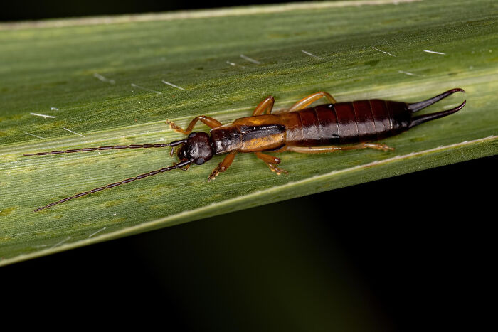 Close-up of a creepy insect on a green leaf, illustrating creepy thing home stories and eerie home encounters.
