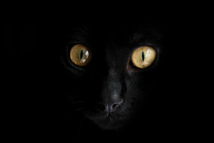 Close-up of a black cat’s glowing yellow eyes in the dark, evoking a creepy thing in home stories atmosphere.