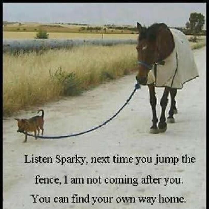 Horse wearing a blanket being walked on a leash by a small dog, a funny and adorable animal meme.