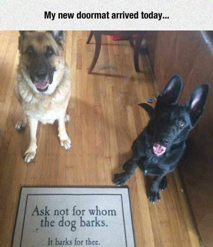 Two dogs sitting next to a doormat with a humorous quote, a funny and adorable animal meme easing boredom.