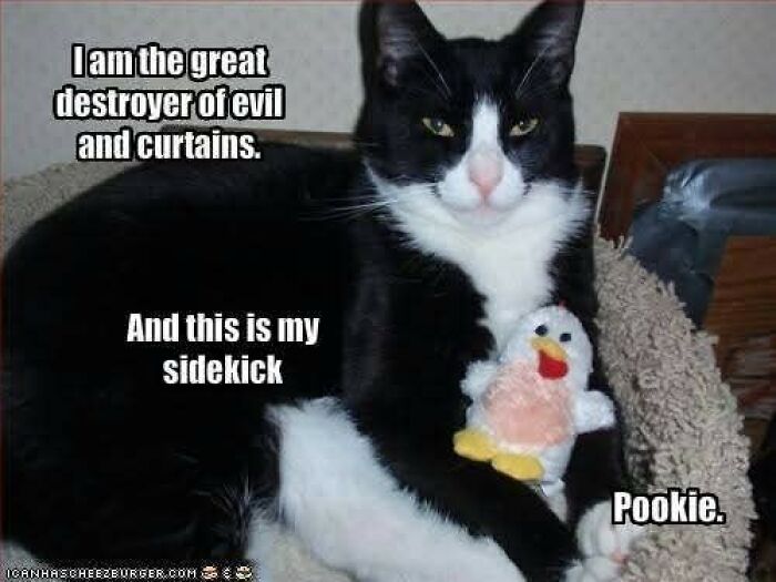 Black and white cat holding a plush toy chicken in a cozy bed in a funny and adorable animal meme.
