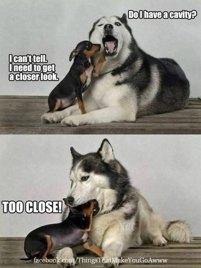 Small dog inspecting large husky's mouth in funny and adorable animal memes that fight sadness and boredom efficiently.